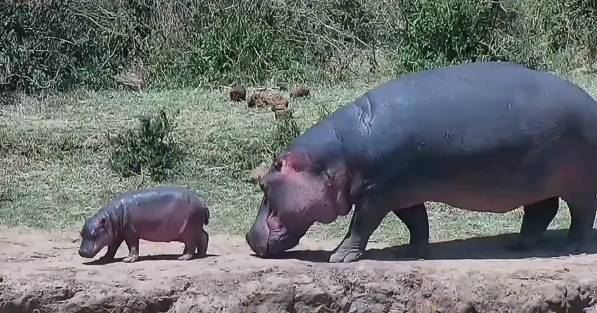 Tiny Baby Hippo Can't Let Go of Her Mama