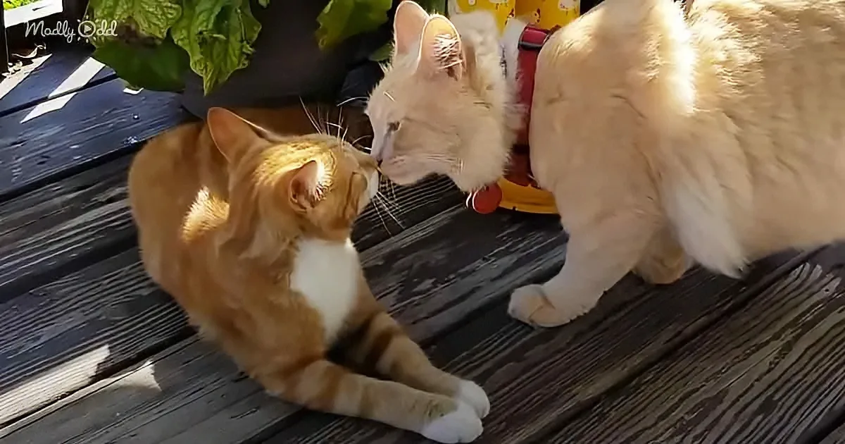 Two cats, one orange and white, the other white, are playfully interacting on a wooden deck.