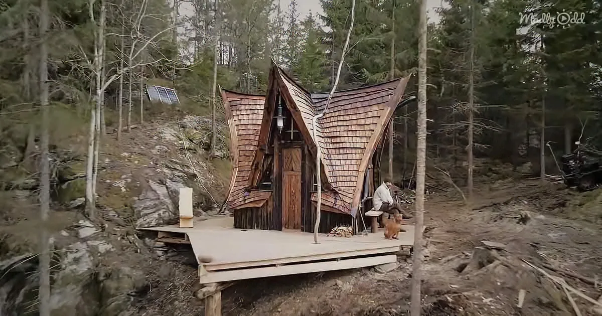 Building a Cozy Cabin in the Woods From Dream to Final Finish