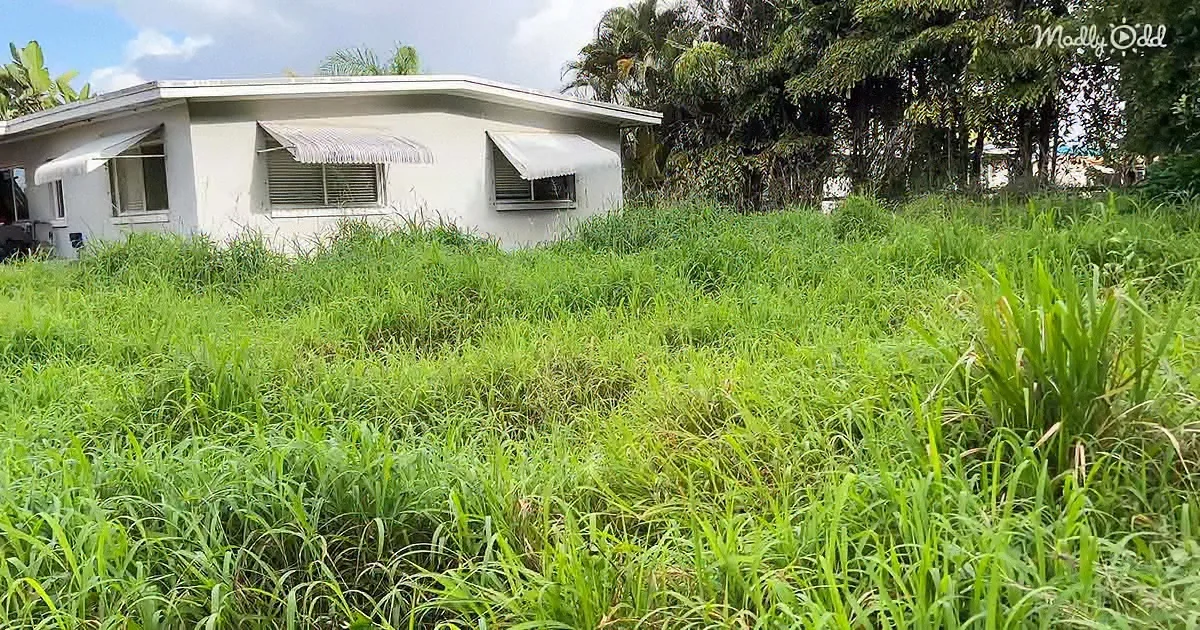 A white house with awnings sits amidst overgrown grass and tropical vegetation.