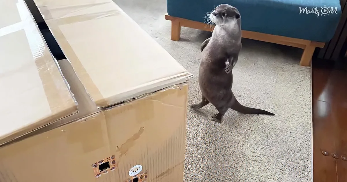 An otter stands on hind legs, looking at a large cardboard box with a hole cut out.