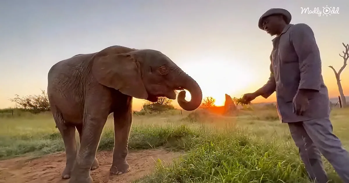 A baby elephant interacts with a man holding grass in a grassy field at sunset.
