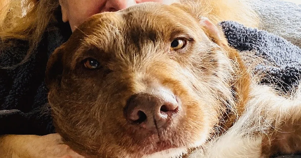 A woman hugs a large, light brown dog with a white chest, both resting on a couch.