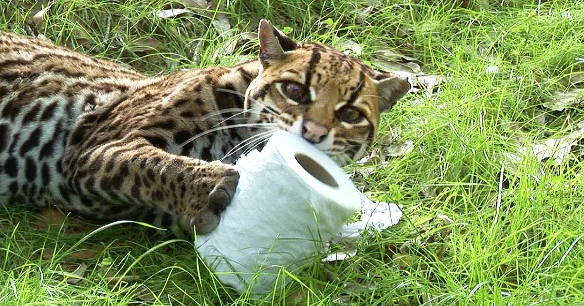 Big Cats Attack Toilet Paper