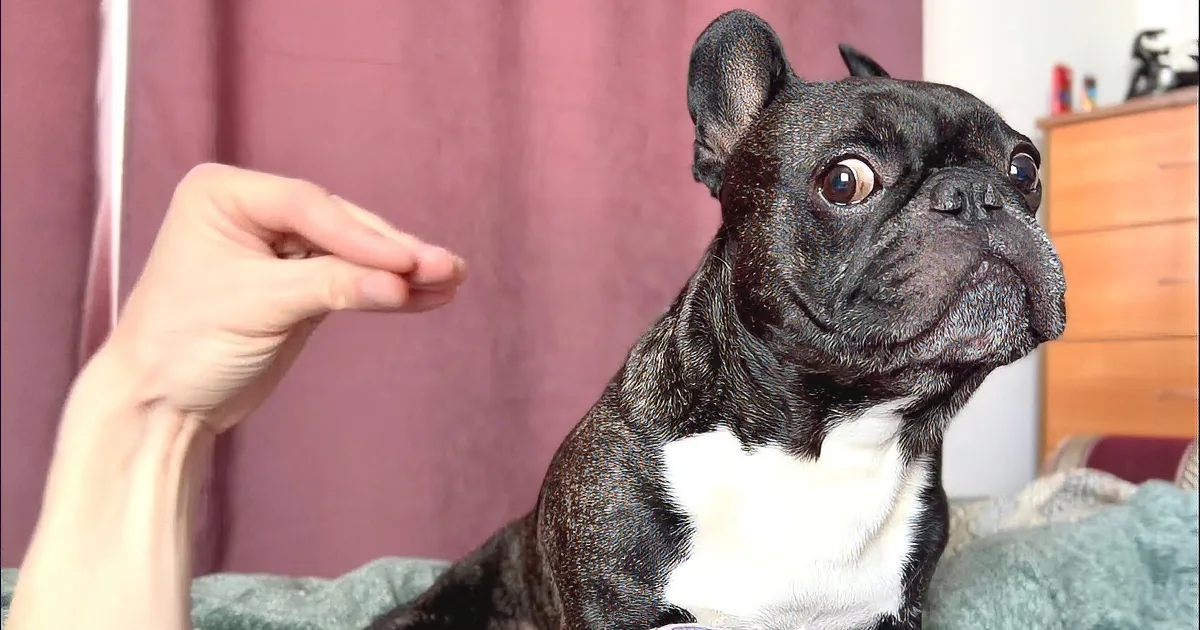 A French Bulldog with a white chest sits on a bed, looking up at a hand gesturing in front of it.