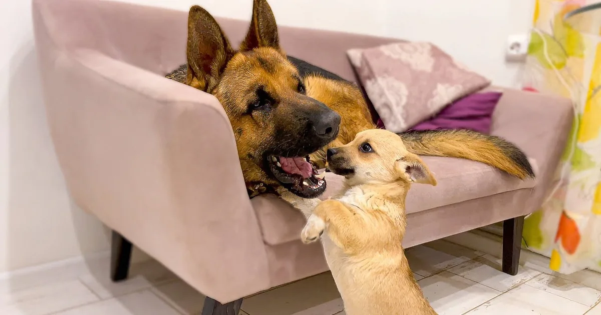Little Puppy With Boundless Energy Playfully Interacts With German Shepherd Sibling