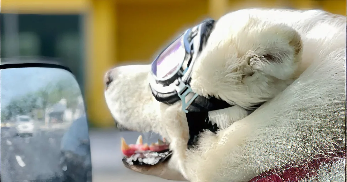 A fluffy white dog wearing aviator goggles sits in a car, tongue out, looking out the window.