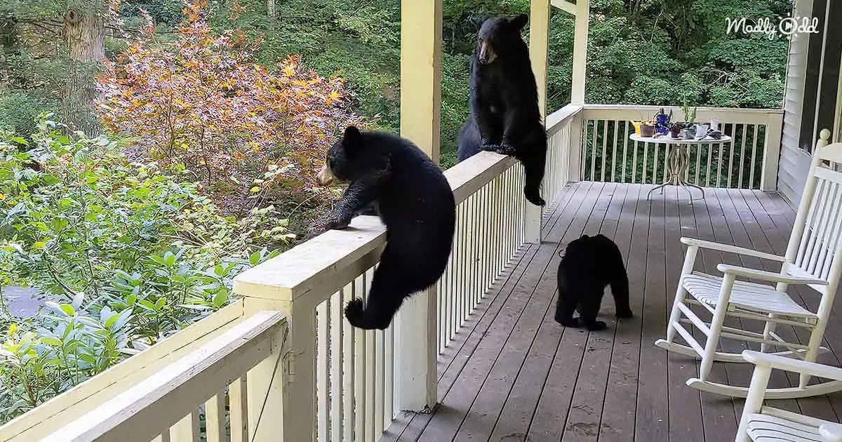 Man Having a Nice Quiet Time on His Porch Is Joined by Wild Bears
