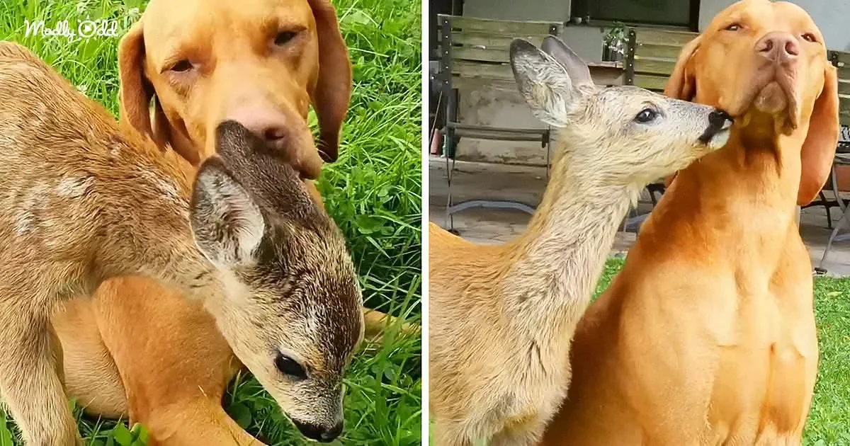 Hunting Dog Adopts an Abandoned Fawn as His Own