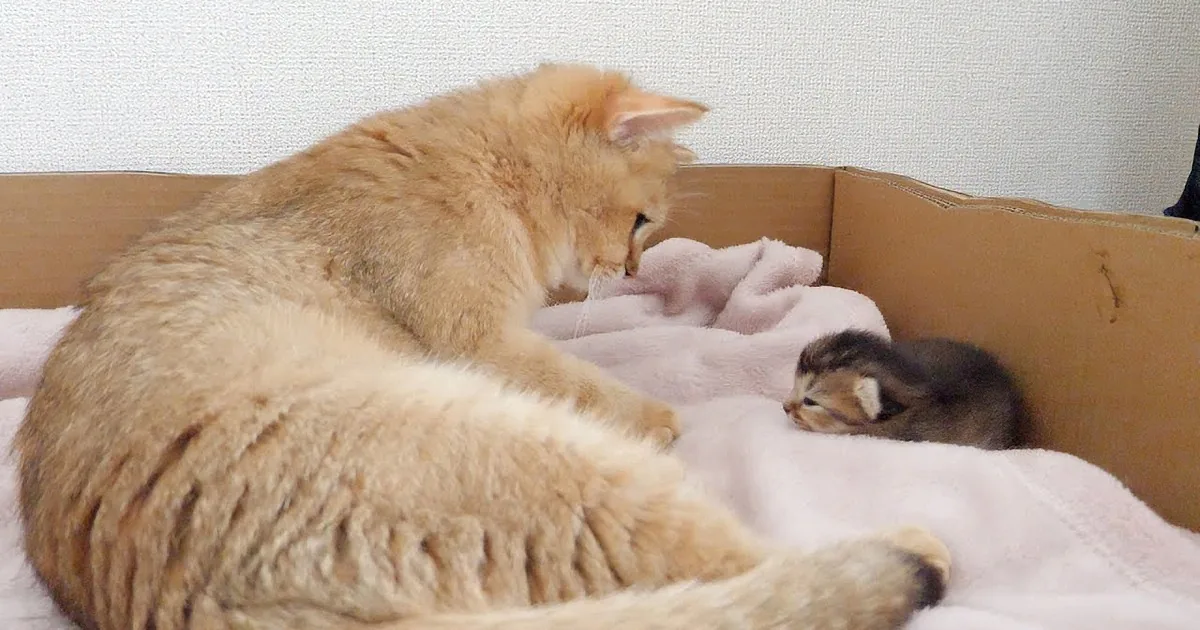 A fluffy orange cat lounges in a cardboard box with a small kitten nearby, both on a white blanket.