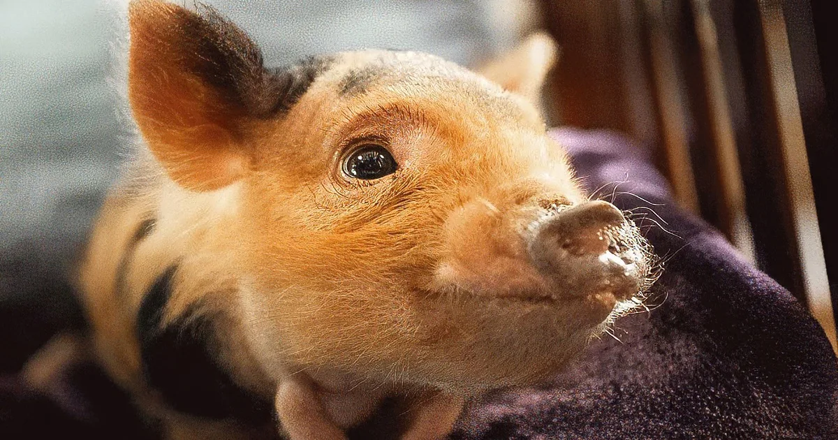 A man holds a small, orange and black guinea pig close to his face, both appearing calm and affectionate.