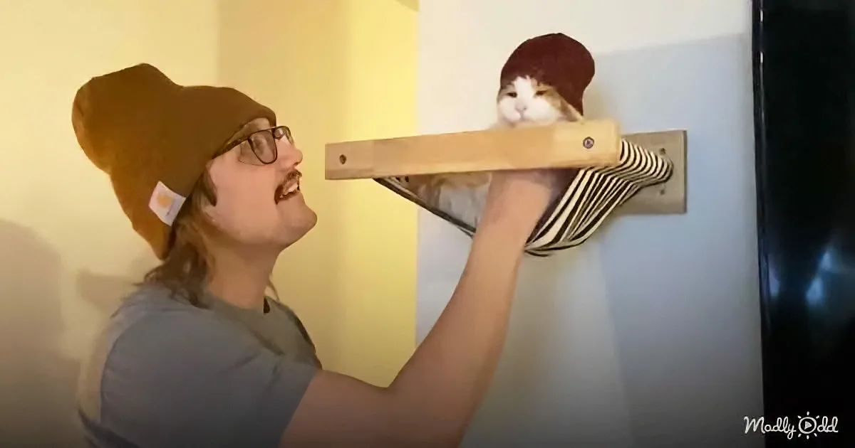 Dad Creates a Jungle Gym for Funny Feline - but It Backfires