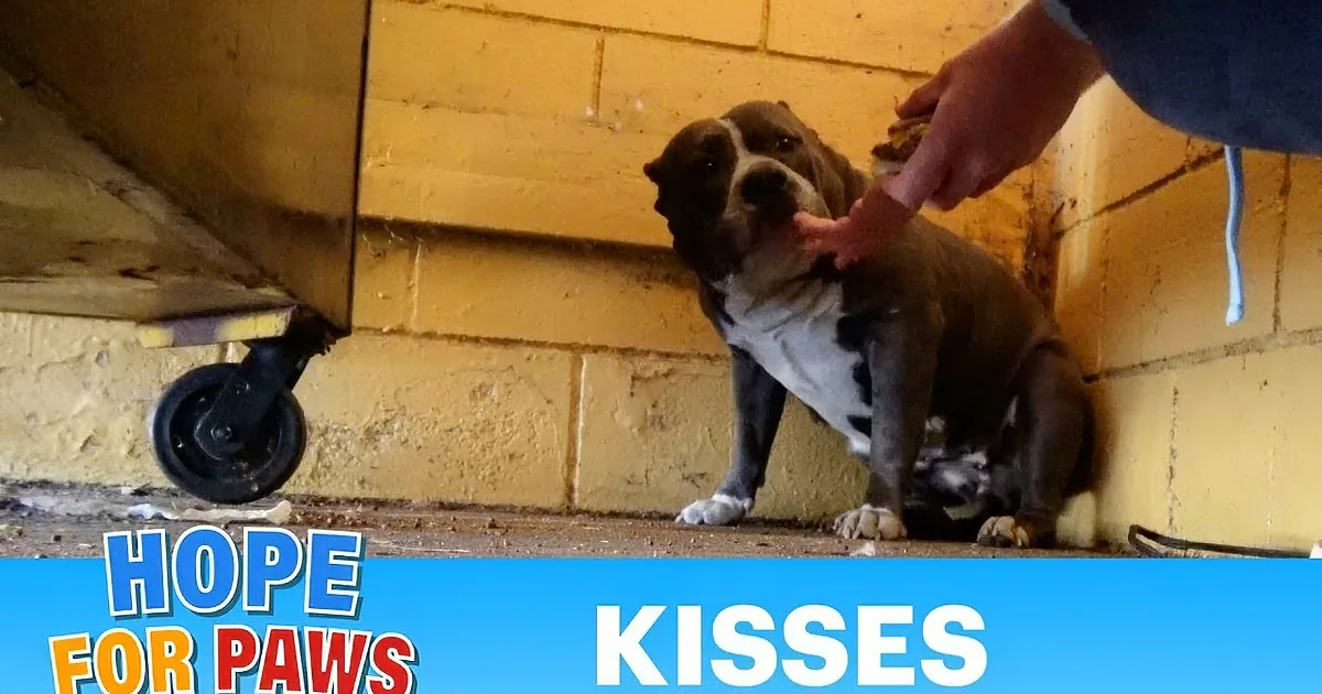 Innocent Pitbull Abandoned Outside a Restaurant Takes Refuge Behind Dumpsters