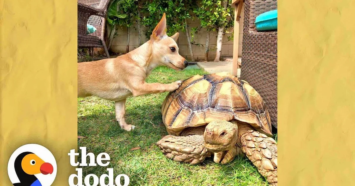 Puppy Brings His Favorite Toys to His Tortoise Friend Everyday