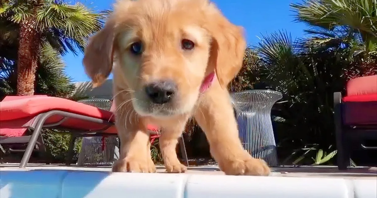 A curious golden retriever puppy stands on a table, looking directly at the camera with a background of palm trees and...