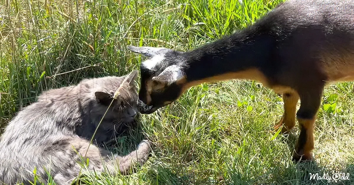 A cat and a goat are nose-to-nose in a grassy field, appearing curious and close.