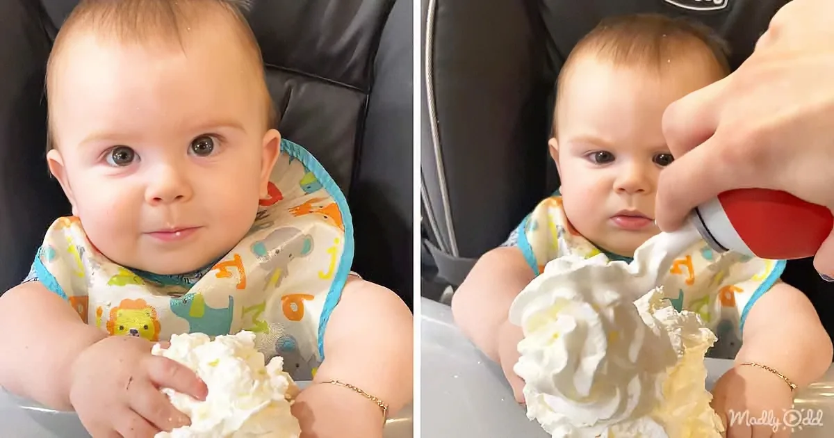 A baby in a bib holds whipped cream, then looks on as a hand pours more onto a plate.