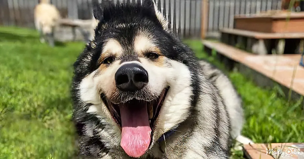 A happy Alaskan Malamute with its mouth open, tongue out, in a grassy yard.