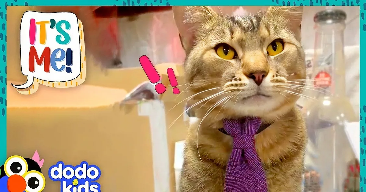 This Cat Wears a Tie and Has a Job