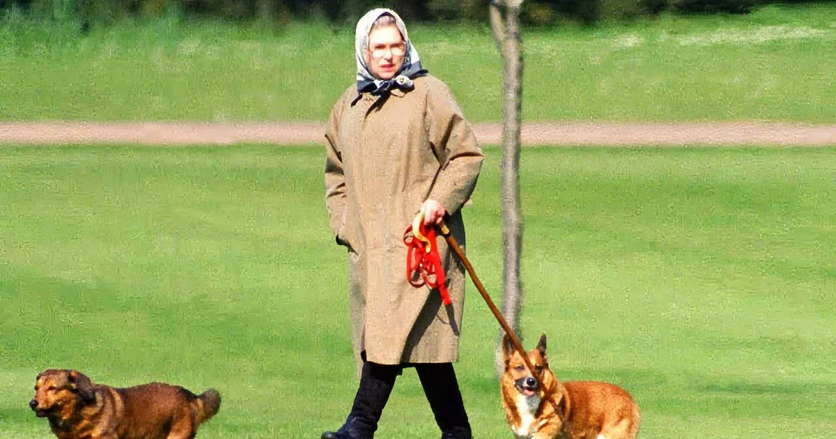 Queen Elizabeth II walks dogs on a leash in a grassy field.