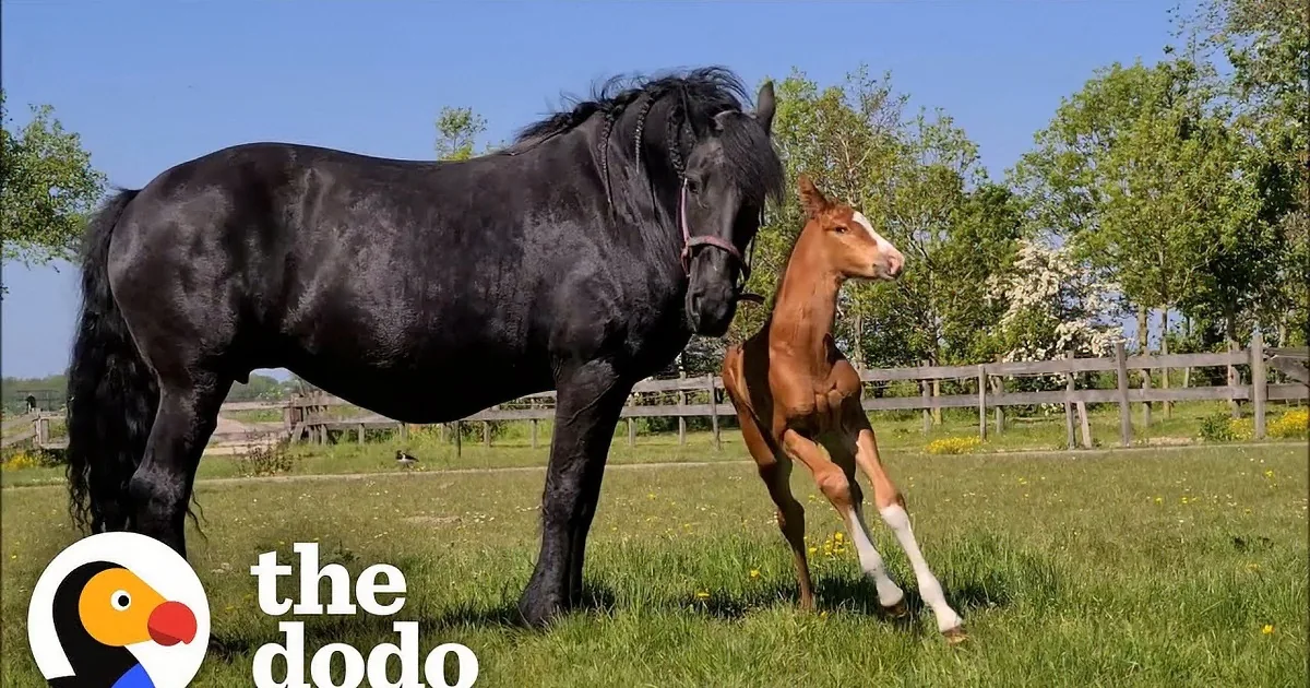 Heartbroken Mother Horse Who Lost Her Baby Adopts Abandoned Foal as Her Own