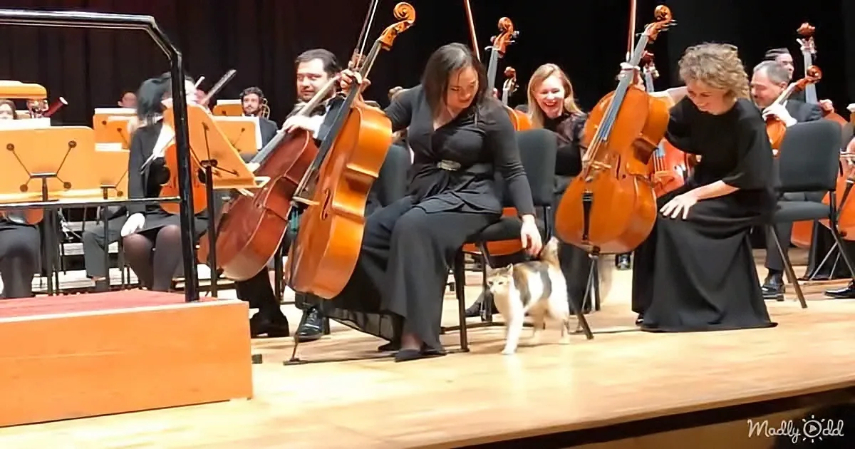 Funny Classical Music Moments You Won't Believe