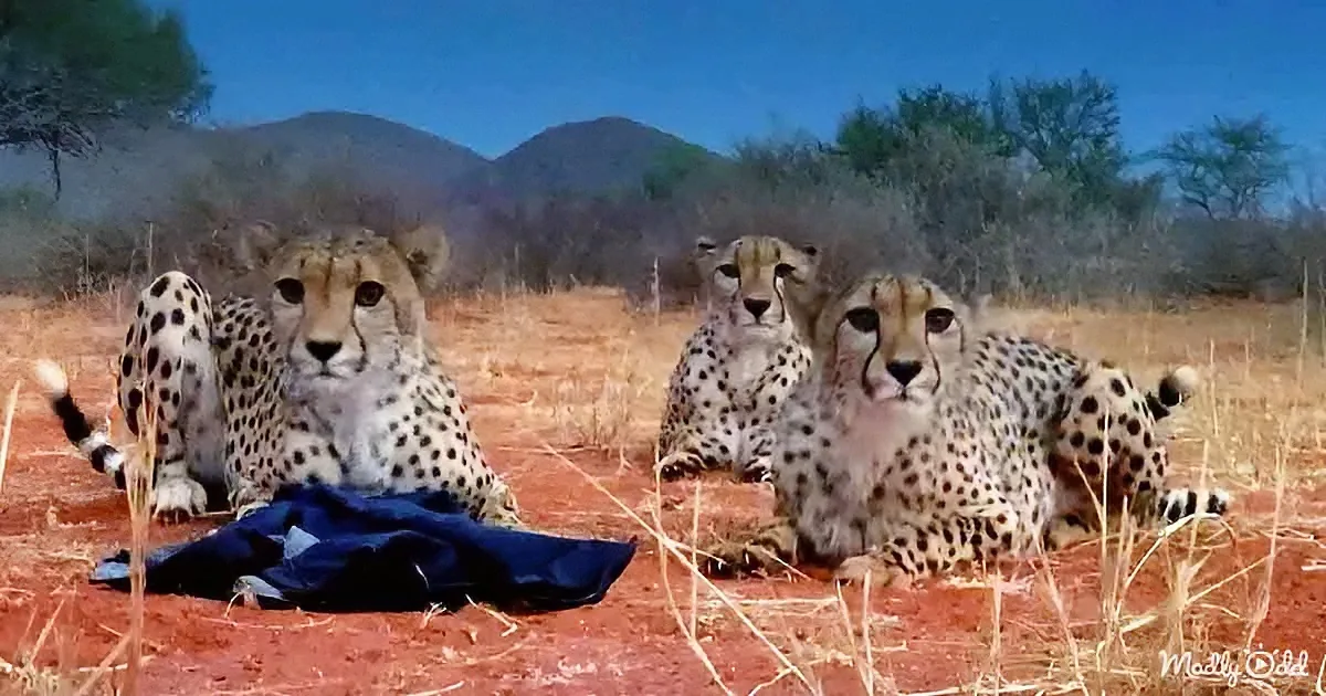 3 Cheetah Siblings Play Pranks on Gordon Buchanan