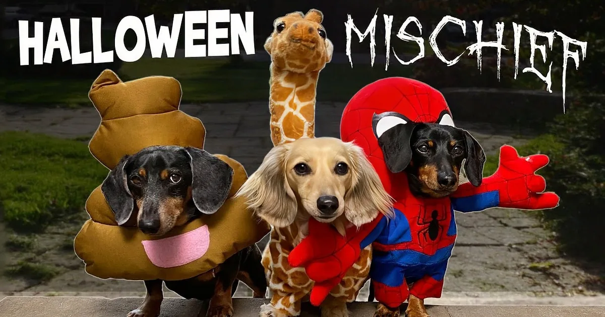 Wiener Dogs Go Trick or Treating for Halloween Mischief