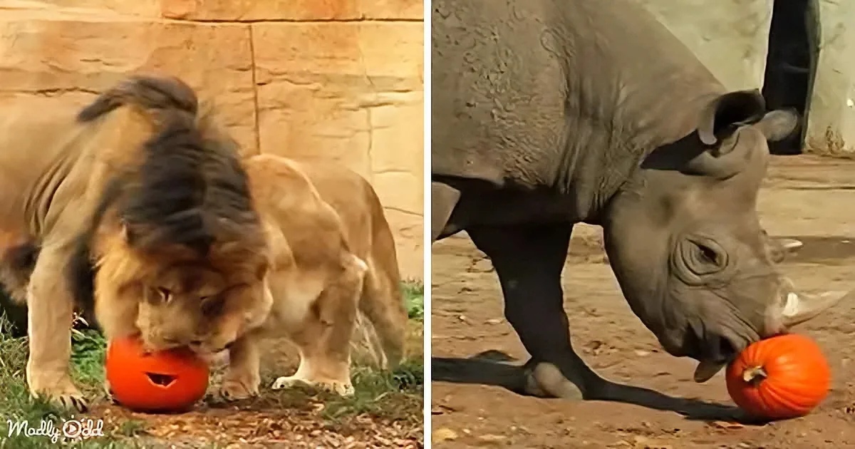 Animals From All Walks of Life Get Halloween Pumpkins & Treats