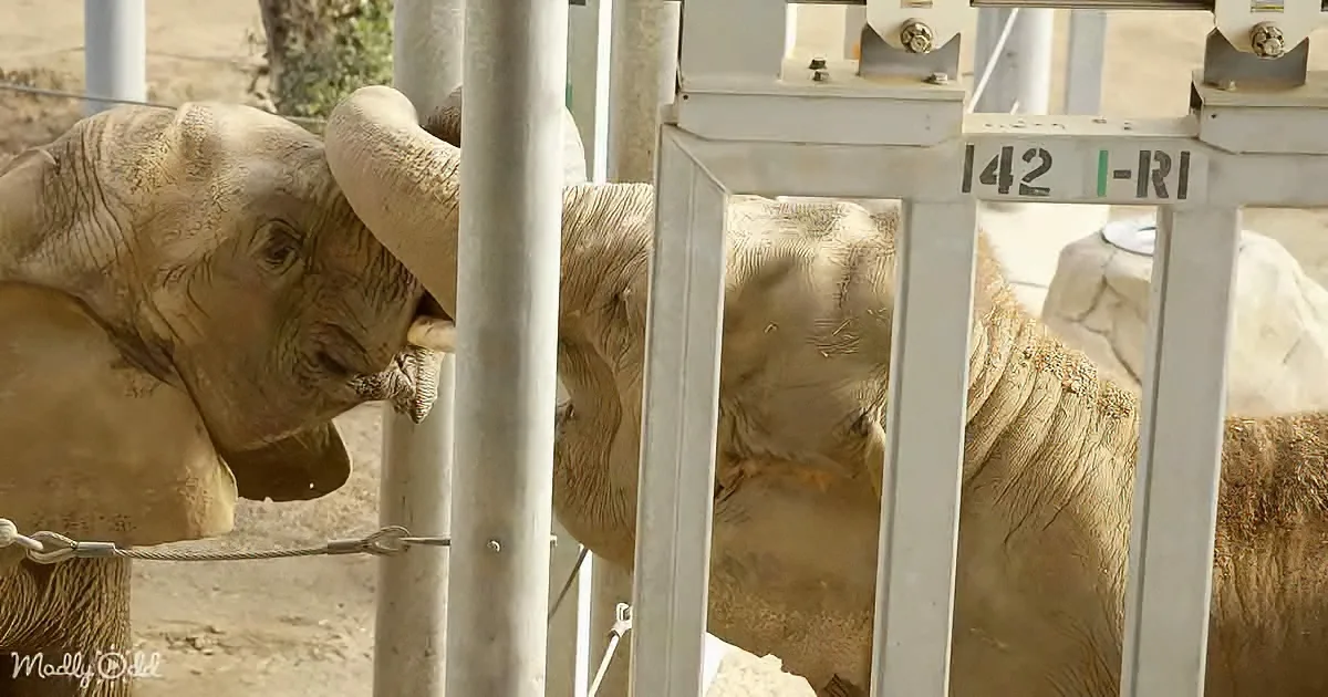 An elephant leans through a metal gate, its trunk extended, in a zoo enclosure.