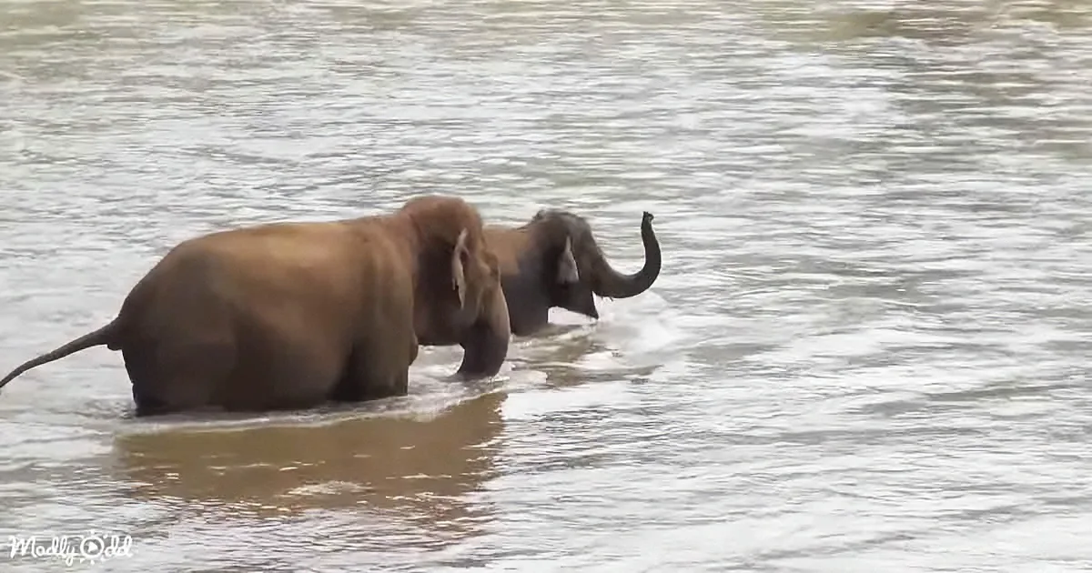 Two elephants wade through shallow water, one raising its trunk.