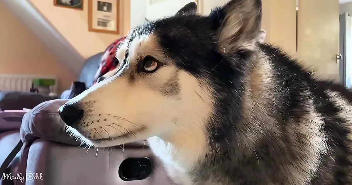 Expressive Husky Gets Very Dramatic Before Dinner Time
