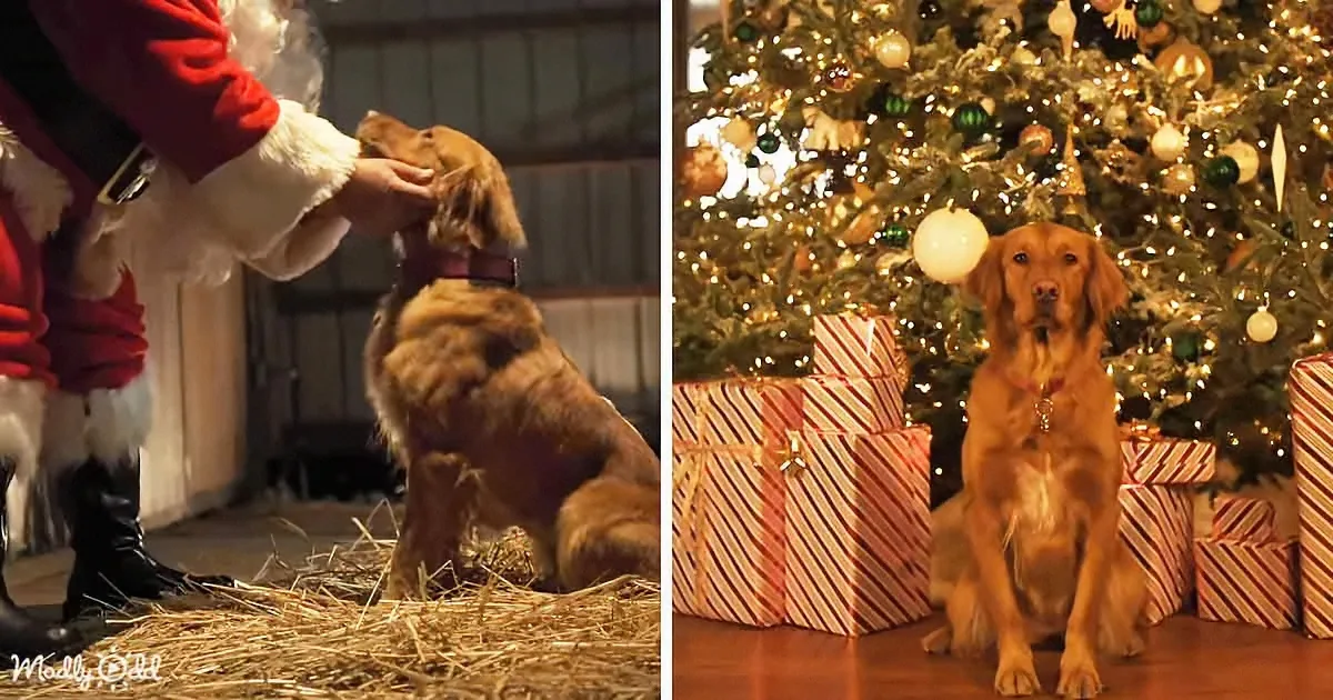 A dog receives a treat from Santa, then sits by a decorated Christmas tree with presents.