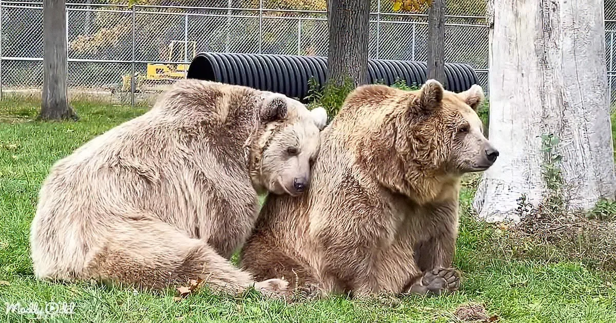 Two brown bears rest together on grass, one leaning on the other, surrounded by trees and a fence.