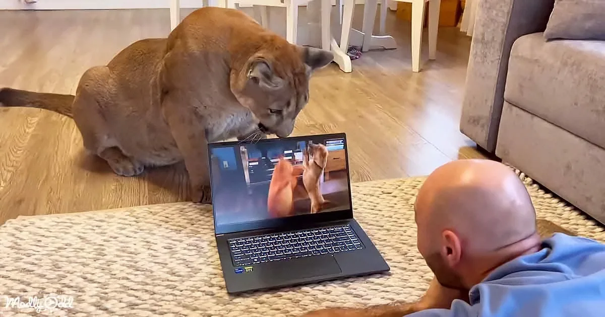 A man watches a lion on a laptop while a real lion sits nearby, both seemingly captivated by the screen.