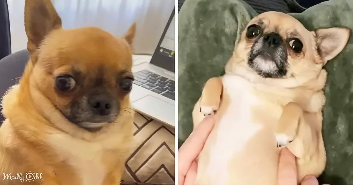Chunky Chihuahua Makes Sad Face When Mom Discusses 'Diet'