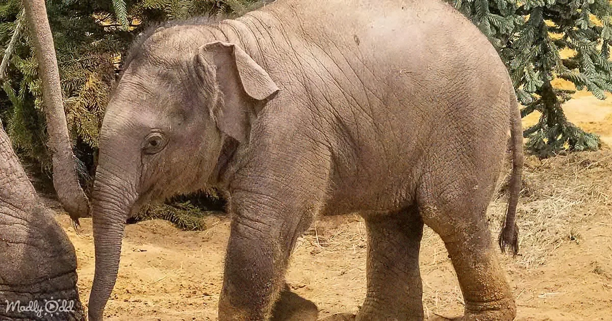 A young elephant stands on sandy ground, surrounded by trees, with its trunk slightly raised.