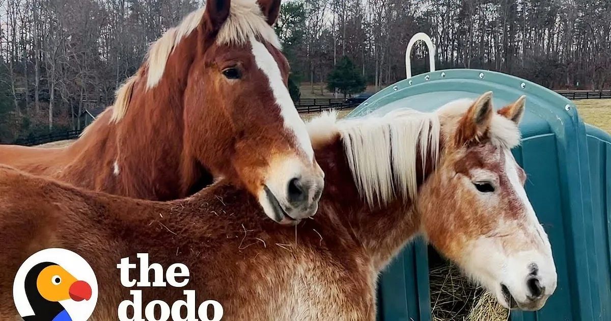 Handsome Gentle Giant Finds His Perfect Soulmate