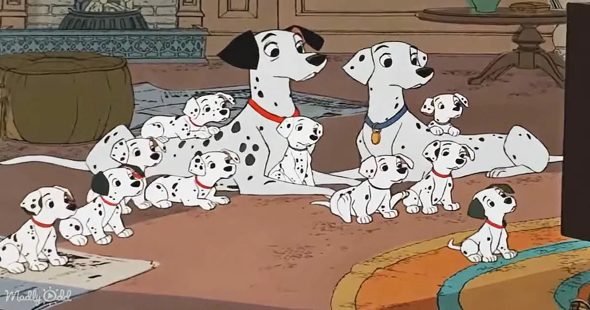 A Dalmatian mother and her 14 puppies are sitting on a carpet in a cozy room.