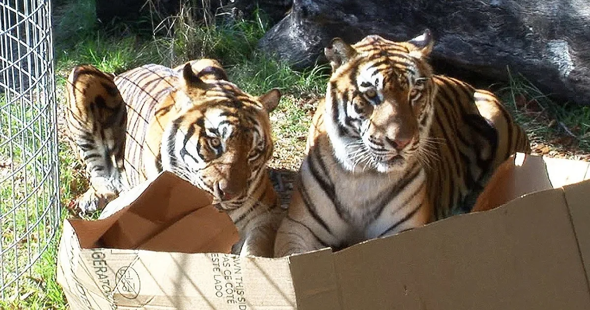 Big Cats Unleash Their Inner Kittens With Boxes