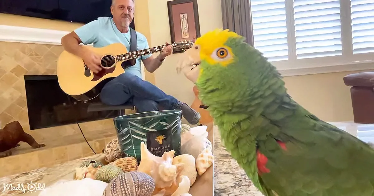 'Tico Tweets a Tribute: Bird Sings Beautiful Rendition of David Crosby's Classic'