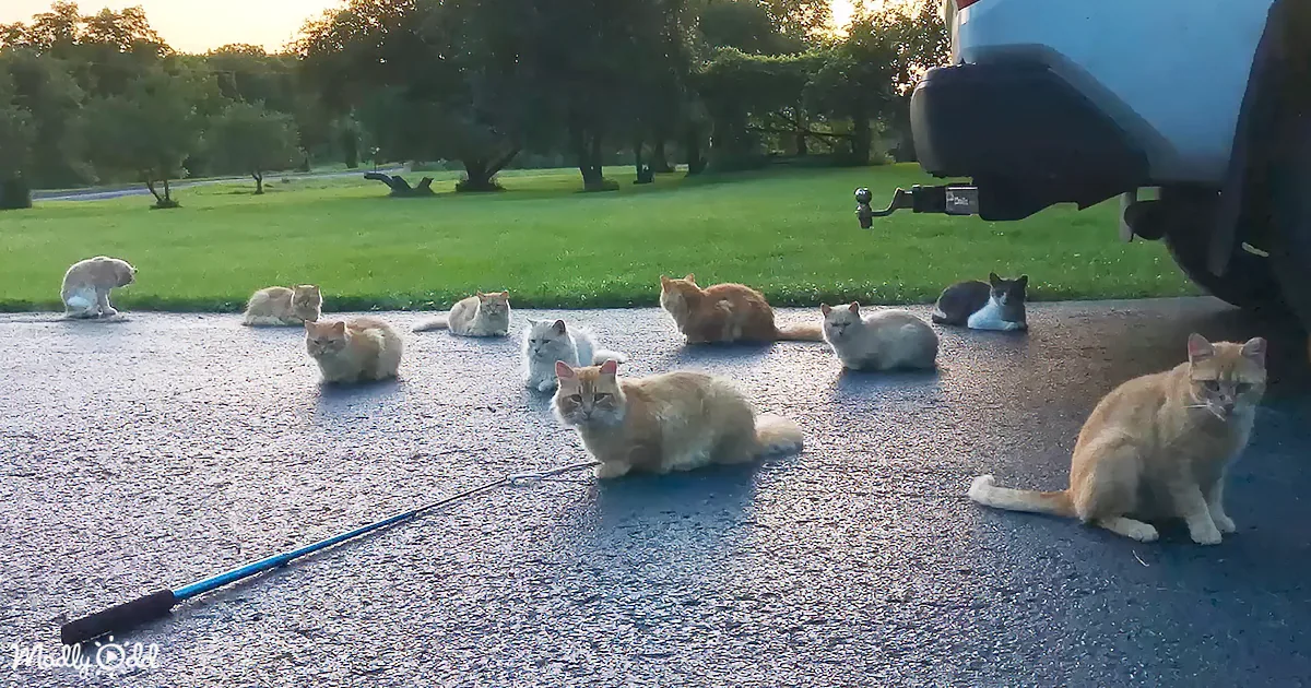 A group of cats lounging on a paved surface near a vehicle in a grassy area.