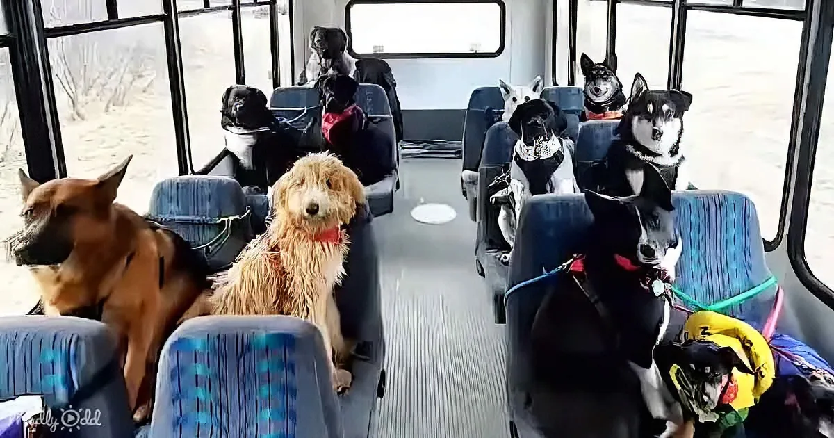 Dog Walker's Minibus Captures Hearts on the Internet