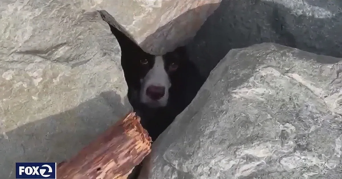 Jogger Rescues Dog Trapped Beneath Ocean Beach Boulders