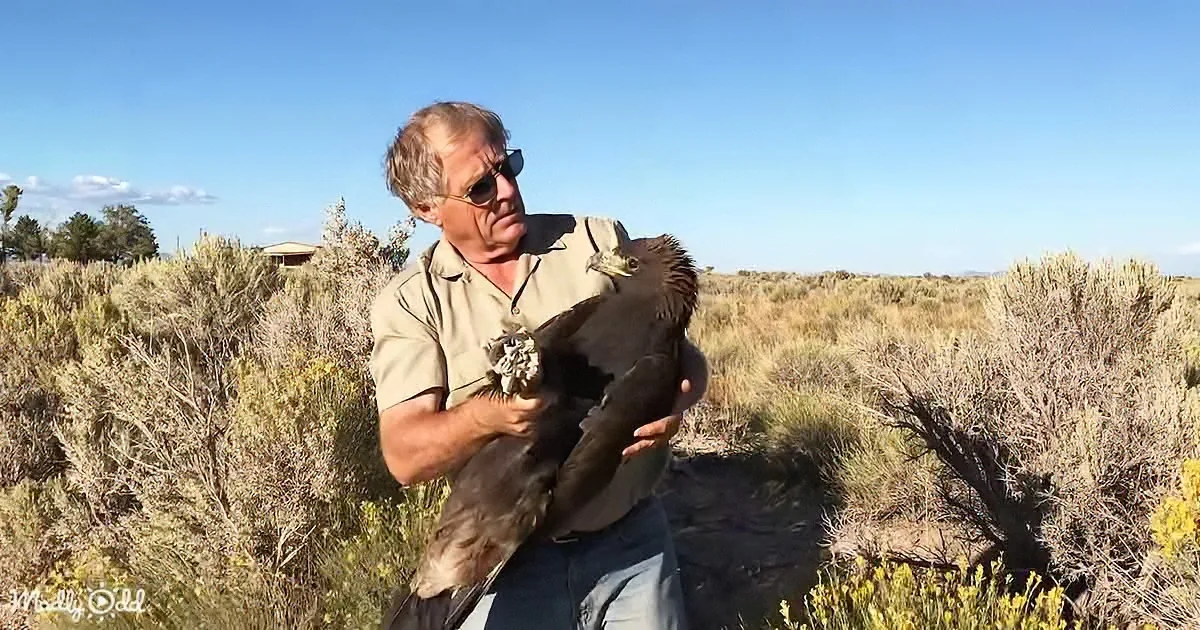 A man holds a bird in a dry, shrub-filled landscape under a clear blue sky.