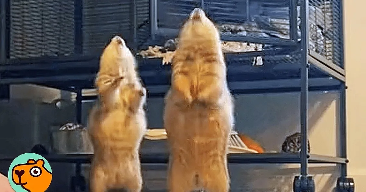 Two prairie dogs, one holding food, both sitting upright, looking curious.