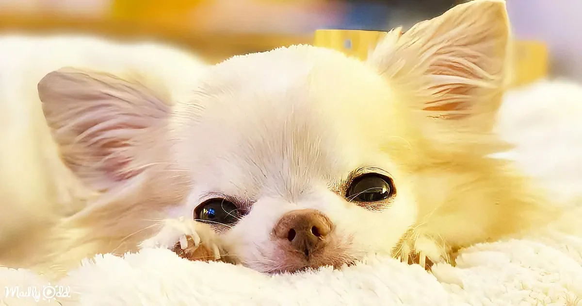 Cedric the Chihuahua Critiques His Collection of Cozy Pet Beds