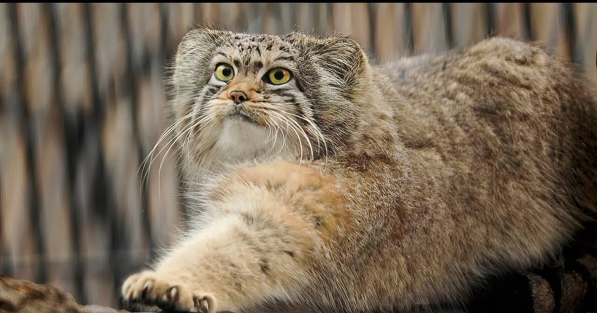 A fluffy, round-faced cat with large eyes and a bushy beard sits on a rock, gazing directly at the camera.