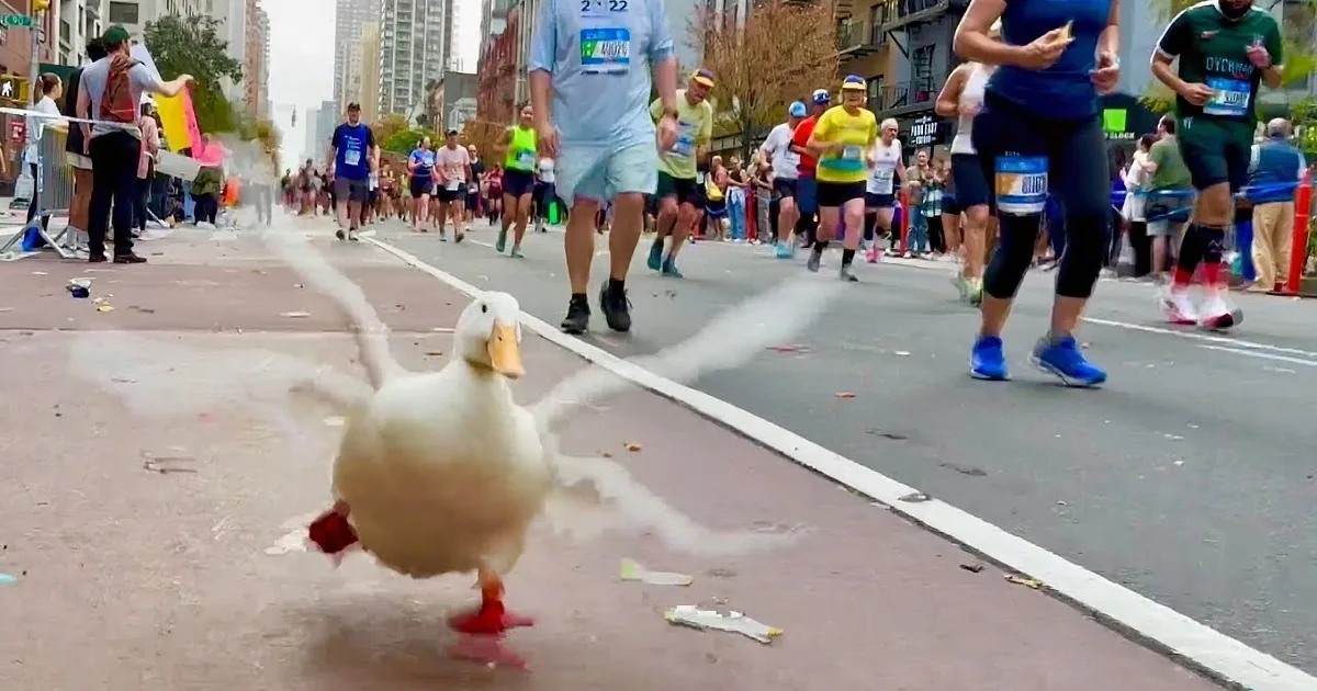 A white duck wearing red shoes walks on a street with people in the background.