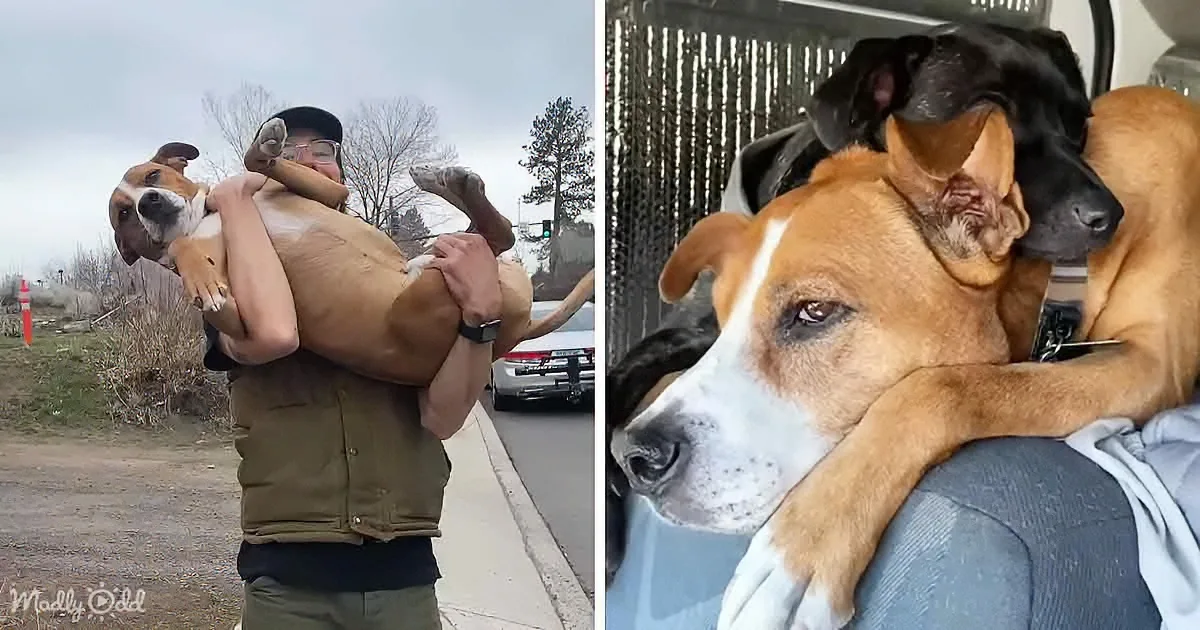 A man carries a large, brown and white dog on his back, while another dog rests its head on the first dog's shoulder.